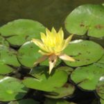 close up yellow water lily