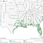 Maidencane Locations in Southeast US