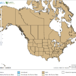Sedges Location in North America