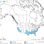 Torpedo Grass Locations in North America