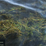 illinois pondweed in water