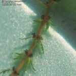 variable-leaf watermilfoil leaves close up