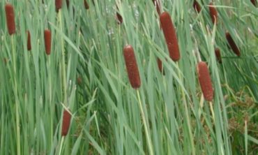 cattails up close