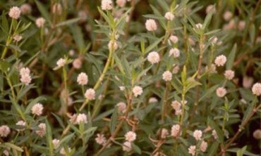 alligator weed top view