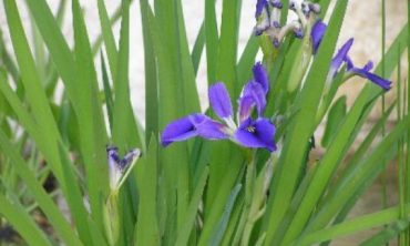 blue flag flower up close