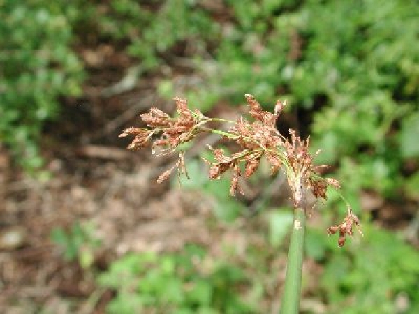 How to Control Bulrush - AquaPlant: Management of Pond Plants &amp; Algae