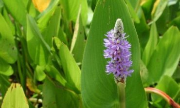 pickerelweed flower