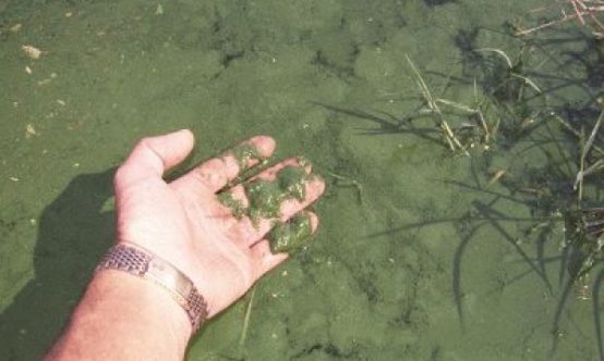 planktonic algae being held