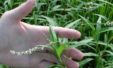 smartweed flower