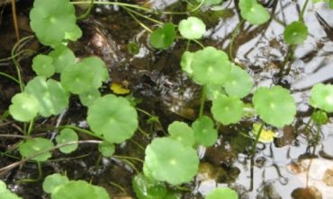 water pennywort top view