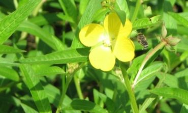 water primrose flower