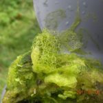 filamentous algae clinging to rock