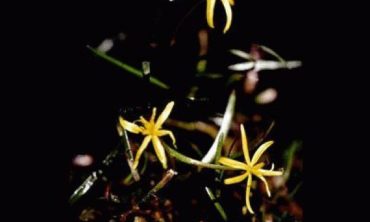 Water stargrass