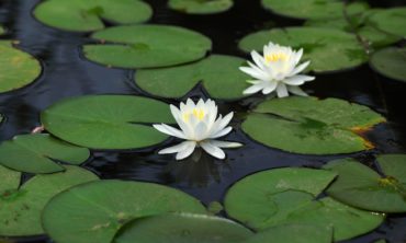 white_water_lily