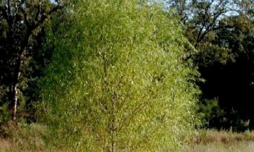 full willow tree