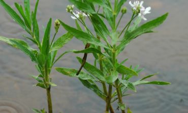 water willow in water