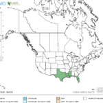 Black Mangrove Locations in North America