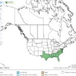 Blue Waterhyssop Locations in North America