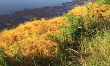 dodder along bank