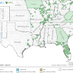 False Hop Sedge Location in Southeast US