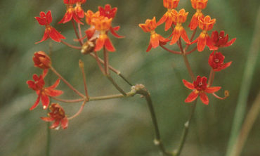 Few flowered milkweed flower