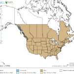 Flat Sedge Locations in North America