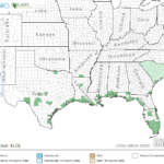 Gulf Coast Spikerush Locations in Southeast US