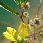 Mexican waterprimrose missing 2 petals