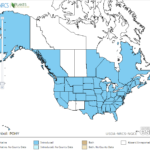 Marshpepper Knotweed Locations in North America