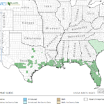 Mexican Water Primrose Locations in Southeast US