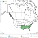 Narrowleaf Primrose Locations in North America