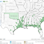 Narrowleaf Primrose Locations in Southeast US