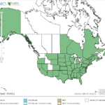 Pennsylvania Smartweed Locations in North America