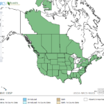 Salt Grass Locations in North America