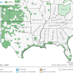Salt Grass Locations in Southeast US