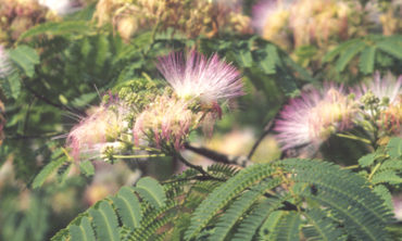 Silk tree close up