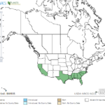 Turtleweed Locations in North America