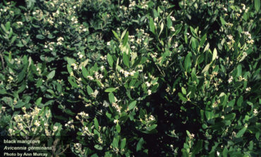 black mangrove