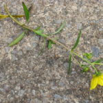 bur marigold stem on concrete