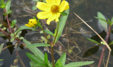 bur marigole full flower