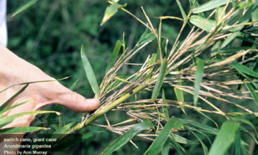 close up giant cane