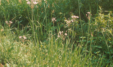 flowering rush on land