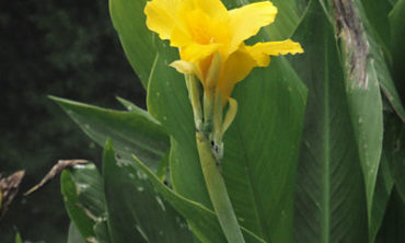 golden canna side view