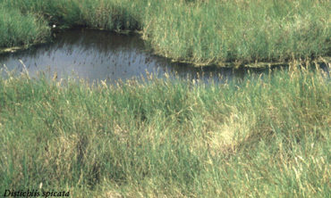 salt grass full view