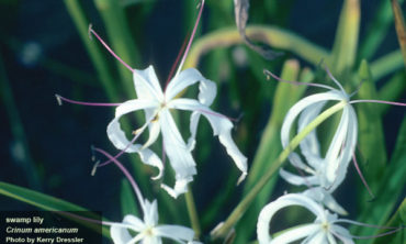 swamp lily flower