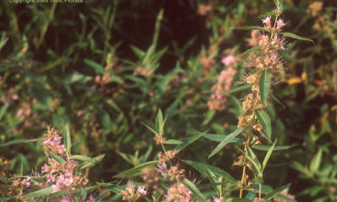 swamp loosetrife flower