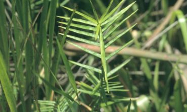 three-way sedge full view