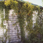 trumpet vine covering side of a house
