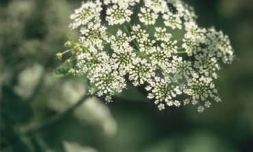 water hemlock flower