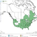 Fragrant Flat Sedge Locations in North America